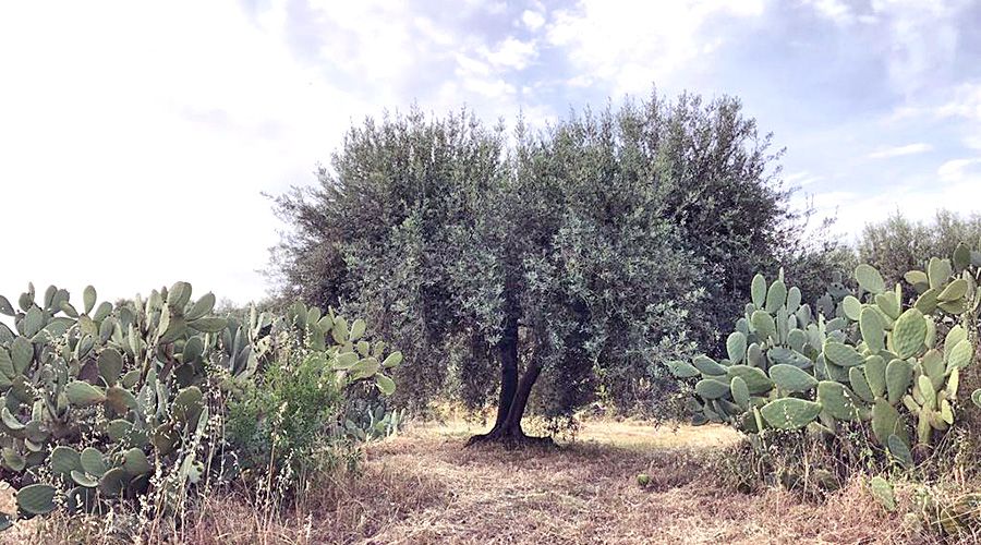 vente huile extra vierge olive italie sicile